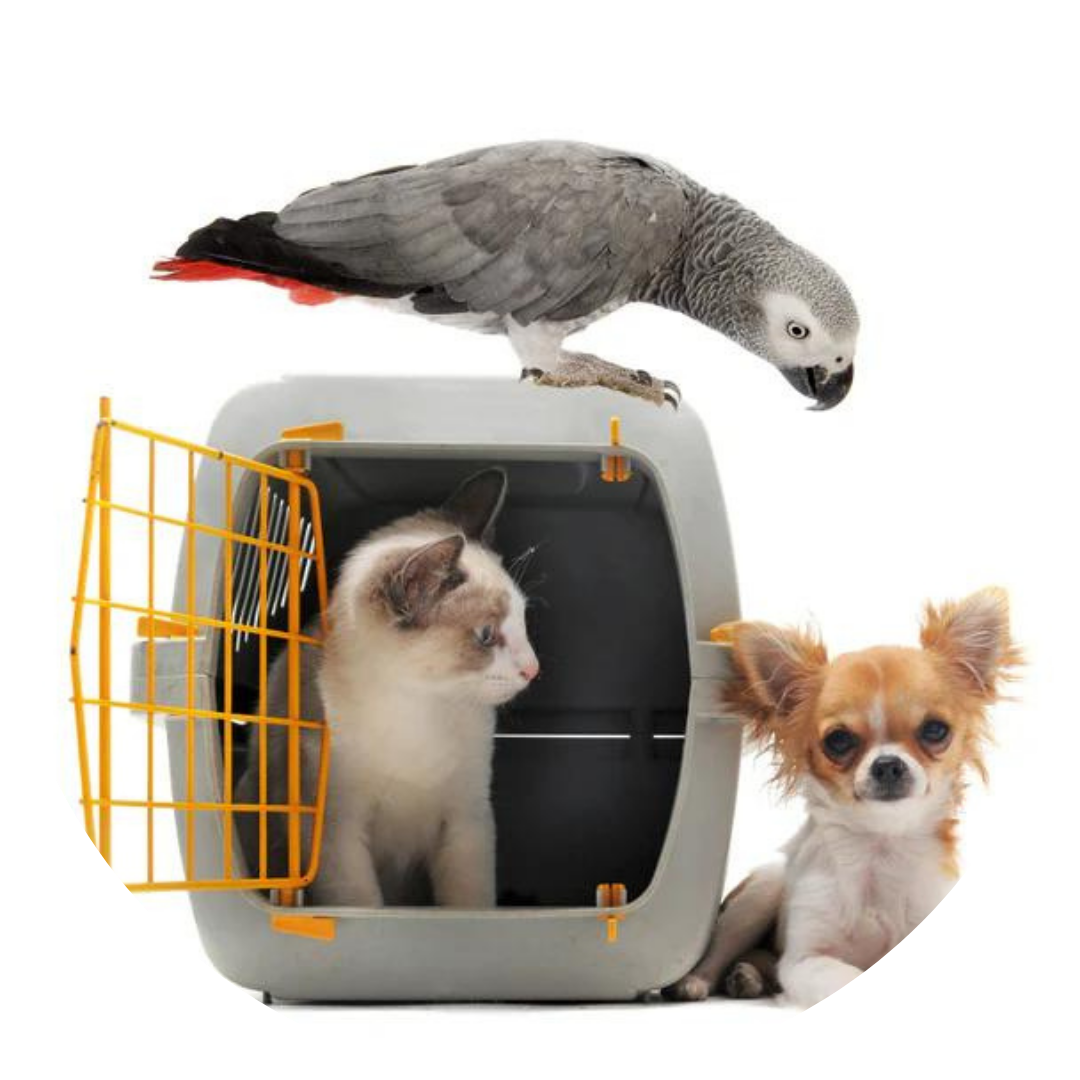 Pet Transport Service