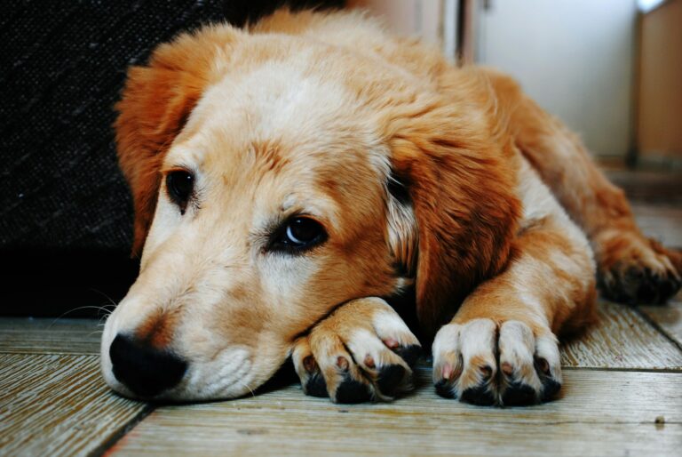 How to Cope with the Loss of a Pet: Support and Care