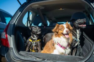 safe pet traveling