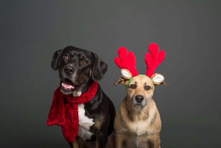 Safely Traveling with Pets During the Holidays and How Two by Two Pet Support Can Help