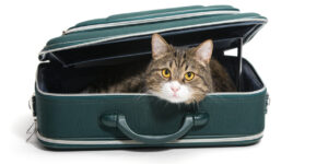 Las Vegas pet courier service and airport pet transport