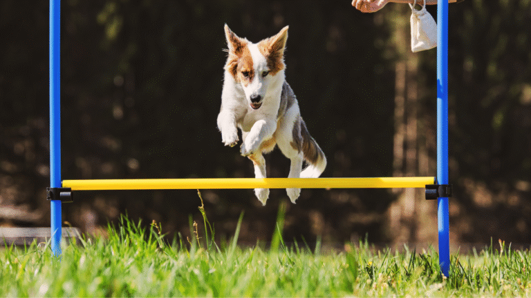 Choosing the Best Exercise Plan for Your Dog and Cat: A Veterinarian’s Guide to Healthy, Safe, and Enriching Activity