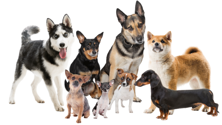 The Most Common Diseases in Dog and Cat Breeds — and How Diet and Exercise Can Help