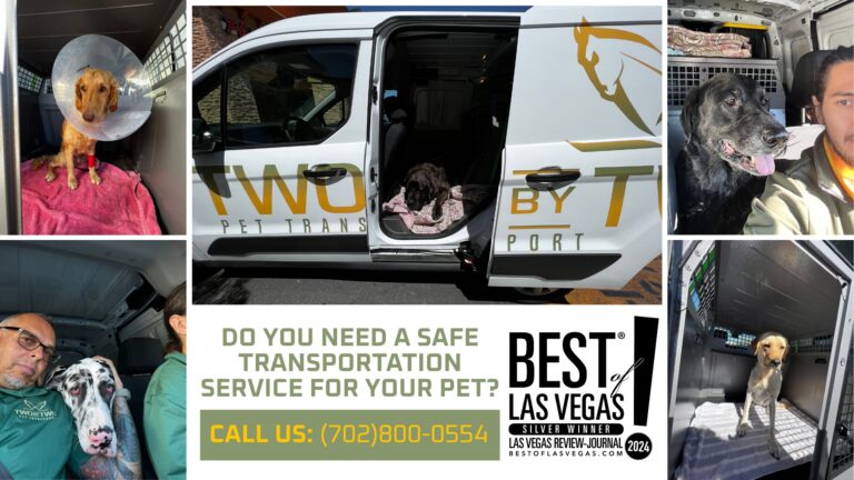 Navigating Pet Transportation: Safe, Compassionate Moves for Your Pet