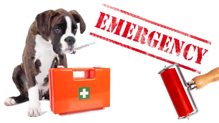 Emergency Pet Planning: How to Protect Your Pet When the Unexpected Happens