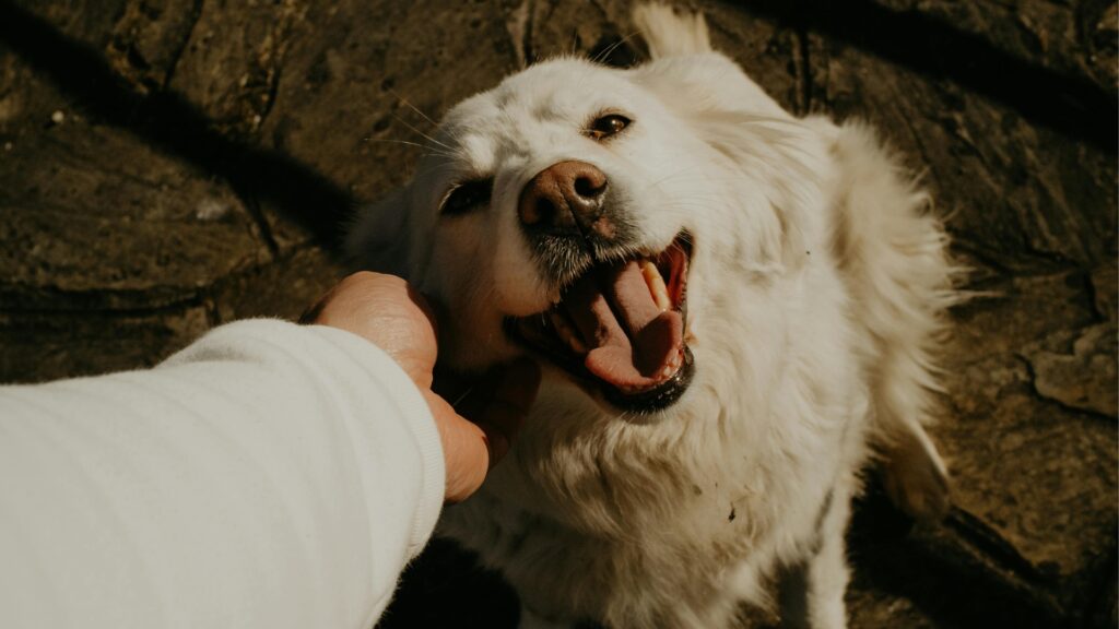 Dog Sharing and Shared Custody Options for Busy Pet Owners