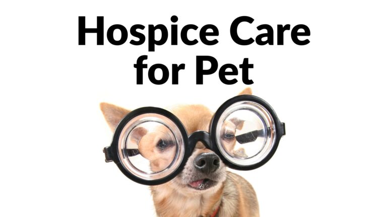 Hospice Care for Pets: What It Is, When It Helps, and Why It’s an Act of Love