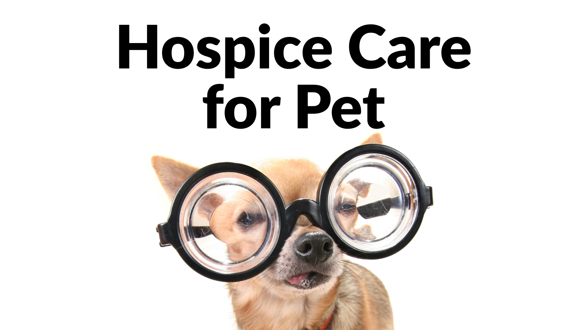 Hospice Care for Pets