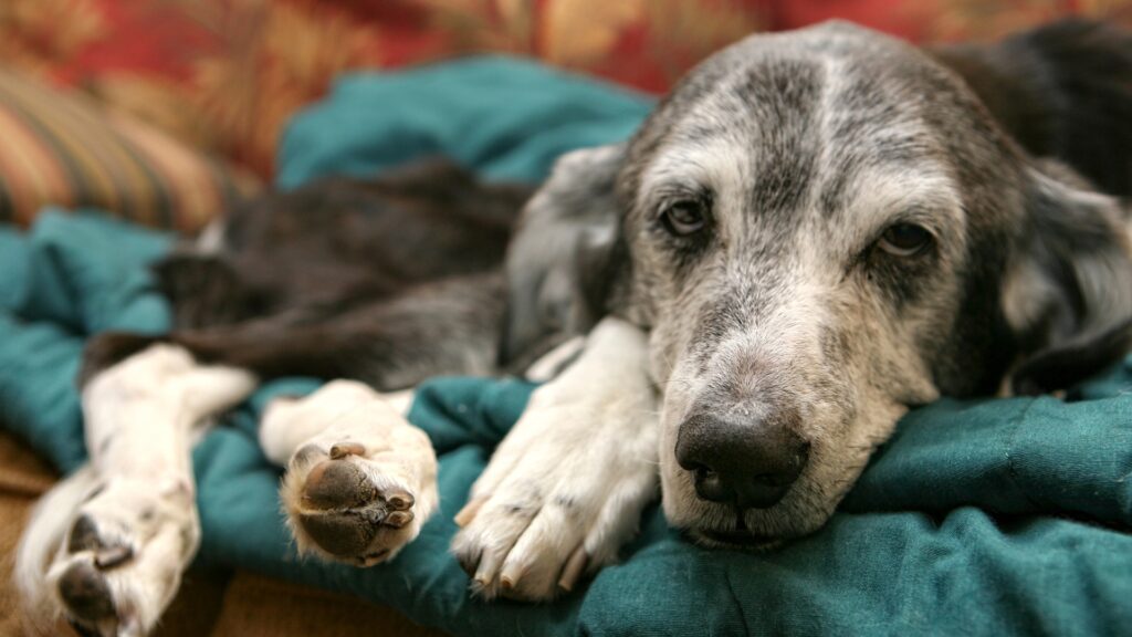 Hospice Care for Pets