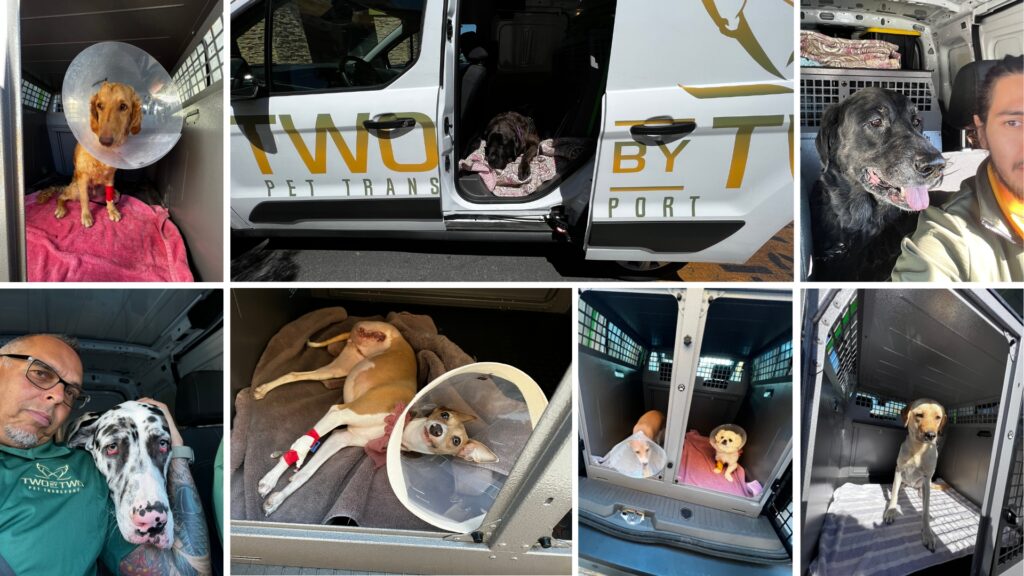 Two by Two Pet Support Wins Best of Las Vegas Silver