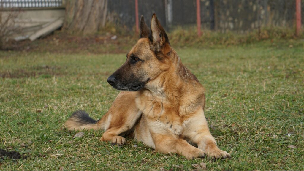 Dog Sharing and Shared Custody Options for Busy Pet Owners