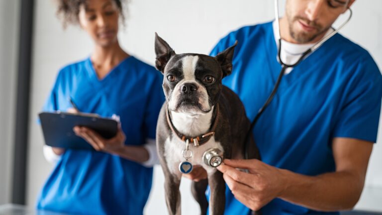 Wellness Monitoring for Senior Dogs: Looking Beyond Bloodwork