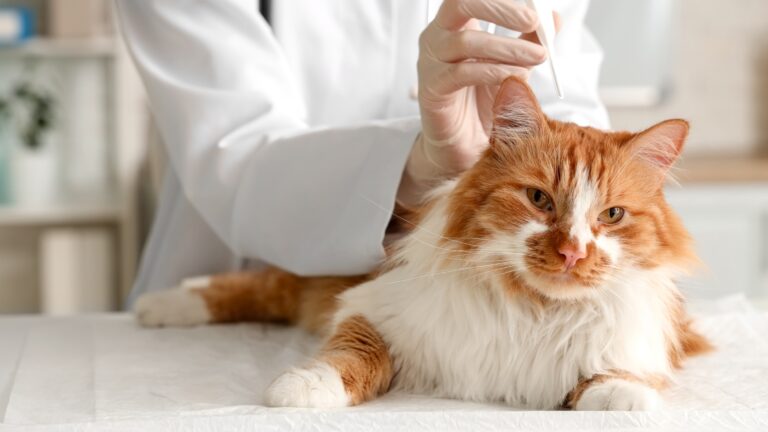 Wellness Testing for Senior Cats: A Gentle, Proactive Approach to Lifelong Care