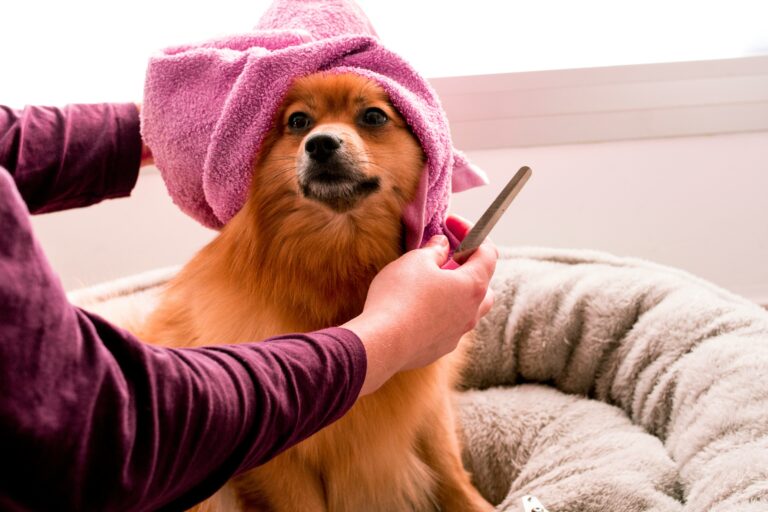 The Importance of Grooming at Every Life Stage: How It Improves Your Pet’s Quality of Life