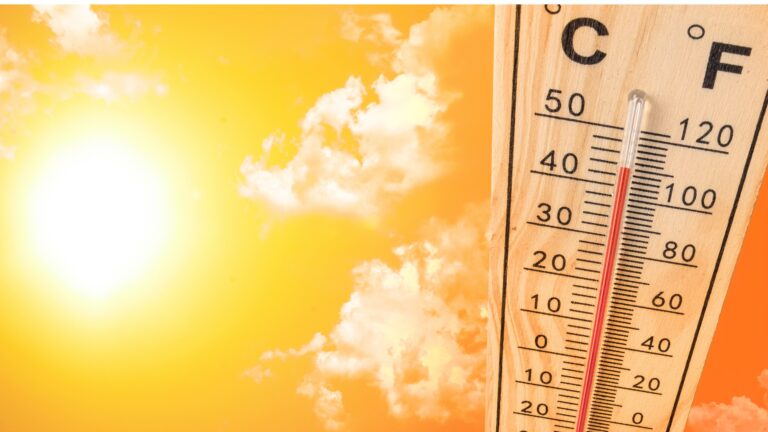 Heat Stroke in Pets: How to Protect Your Companion as Temperatures Rise