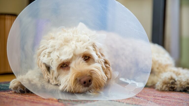Post-Surgery Pain Management in Pets: Finding the Right Balance Between Medication and Physical Therapy