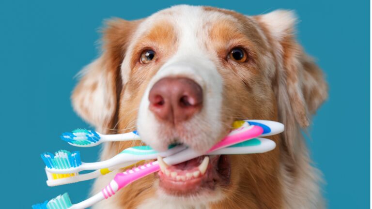 Your Pet’s Oral Health: Why It Matters More Than You Think