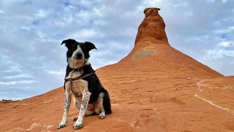 Living in the Desert: The Health Challenges Dogs and Cats Face in Arid Climates