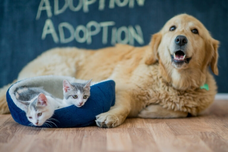 Choosing the Right Pet: A Lifetime Decision, Not an Impulse