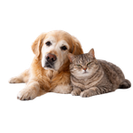 Untitled (150 x 150 px)