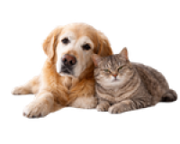 Untitled (150 x 150 px)