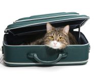 Grey cat sitting in a green suitcase, white background